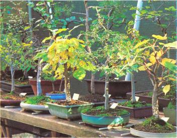 �� �� ��� - ������. ������� �����