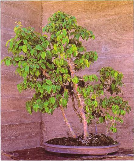 �� �� ��� - ������. ������� �����