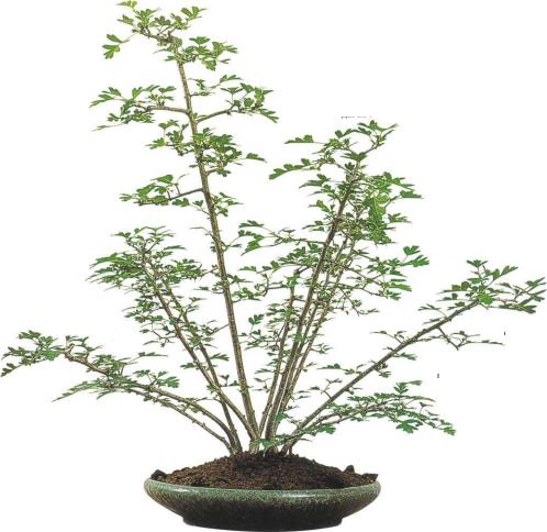 �� �� ��� - ������. ������� �����