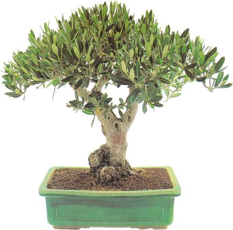 �� �� ��� - ������. ������� �����