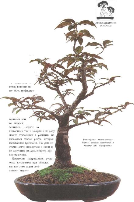 �� �� ��� - ������. ������� �����