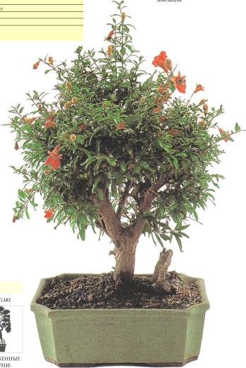 �� �� ��� - ������. ������� �����