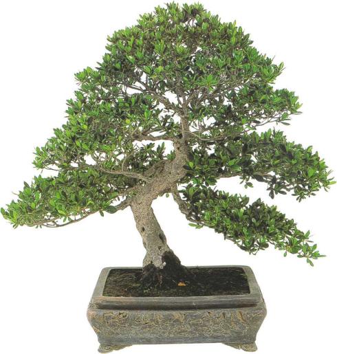 �� �� ��� - ������. ������� �����