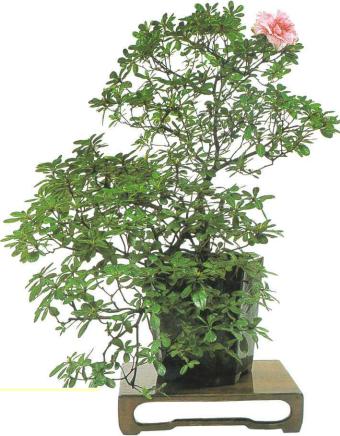 �� �� ��� - ������. ������� �����