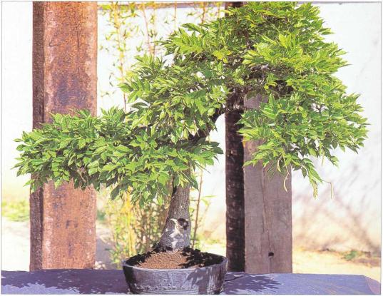 �� �� ��� - ������. ������� �����