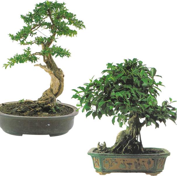 �� �� ��� - ������. ������� �����