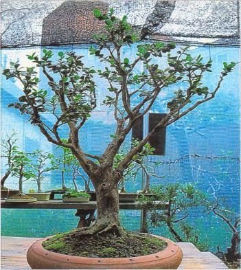 �� �� ��� - ������. ������� �����