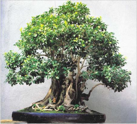 �� �� ��� - ������. ������� �����