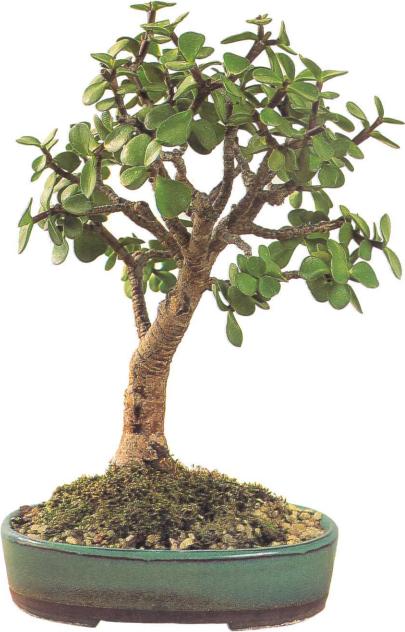 �� �� ��� - ������. ������� �����