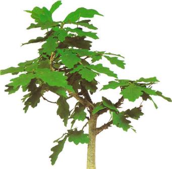 �� �� ��� - ������. ������� �����