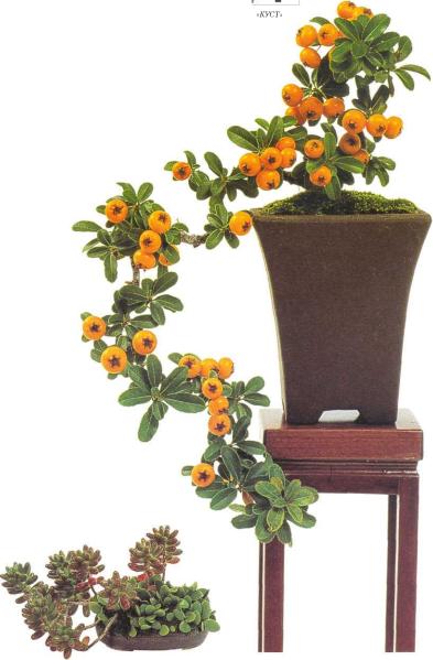 �� �� ��� - ������. ������� �����