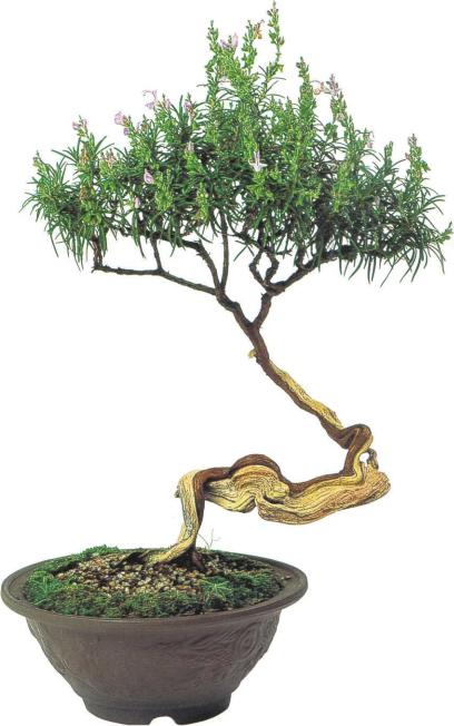 �� �� ��� - ������. ������� �����