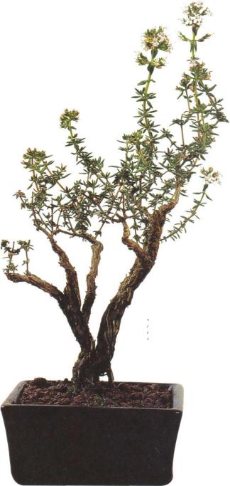 �� �� ��� - ������. ������� �����