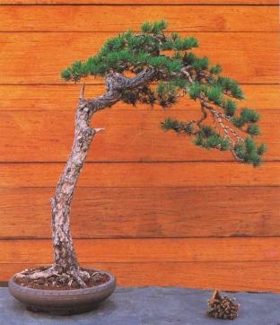 �� �� ��� - ������. ������� �����