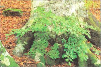 �� �� ��� - ������. ������� �����