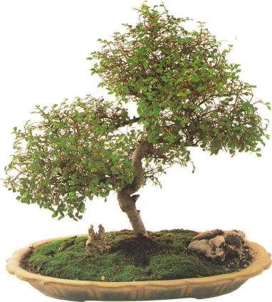 �� �� ��� - ������. ������� �����