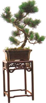 �� �� ��� - ������. ������� �����