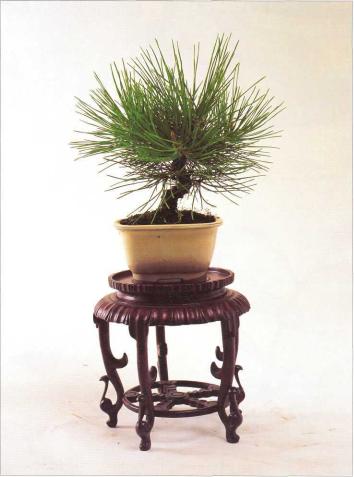 �� �� ��� - ������. ������� �����