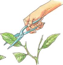 �� �� ��� - ������. ������� �����