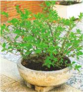 �� �� ��� - ������. ������� �����