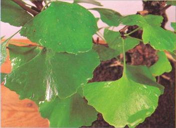 �� �� ��� - ������. ������� �����