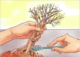 �� �� ��� - ������. ������� �����