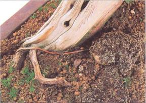 �� �� ��� - ������. ������� �����