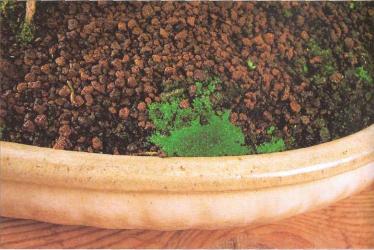 �� �� ��� - ������. ������� �����