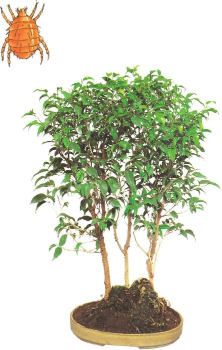 �� �� ��� - ������. ������� �����