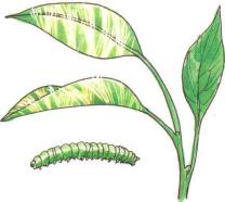 �� �� ��� - ������. ������� �����