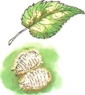 �� �� ��� - ������. ������� �����