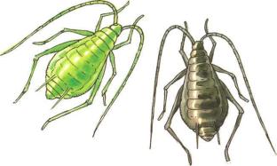 �� �� ��� - ������. ������� �����