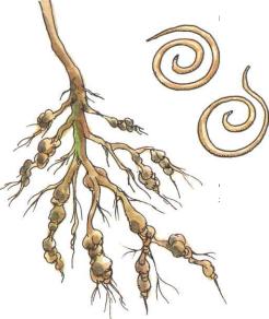 �� �� ��� - ������. ������� �����