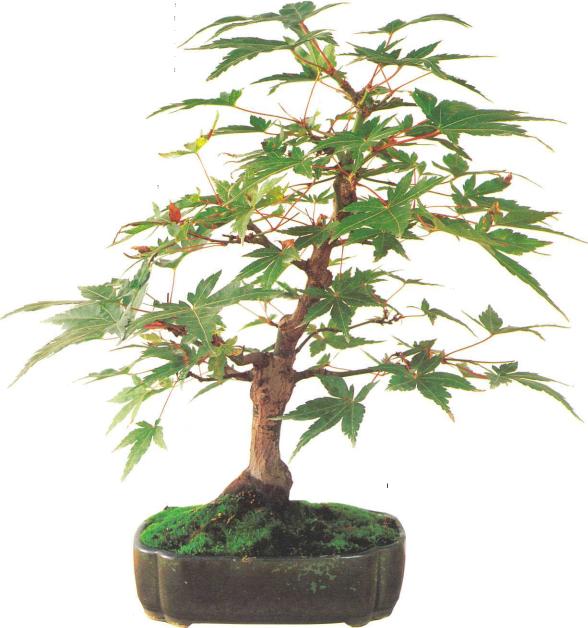 �� �� ��� - ������. ������� �����