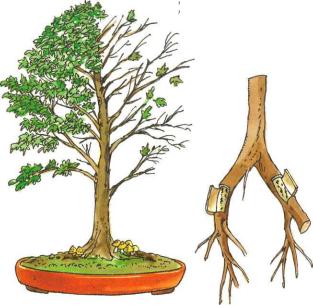 �� �� ��� - ������. ������� �����