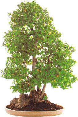 �� �� ��� - ������. ������� �����