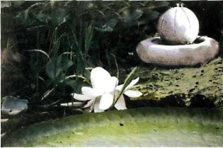 �������� - �������� ���