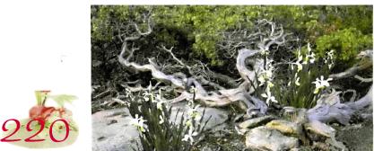 �������� - �������� ���