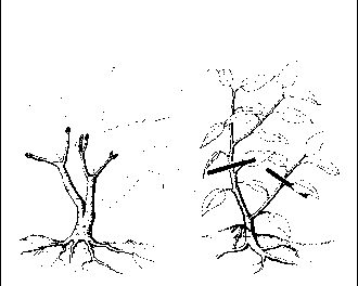 ������������ ������