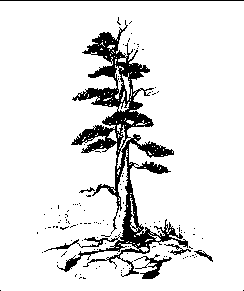 ������������ ������