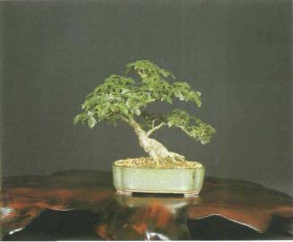 ���� ��������,�Acer monspessulanum