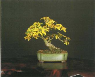 ���� ��������,�Acer monspessulanum