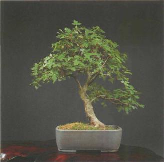 ���� ��������,�Acer monspessulanum