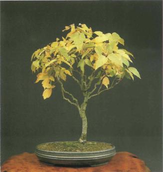 ���� ��������,�Acer monspessulanum