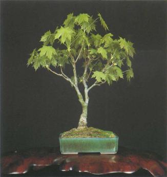 ���� ��������,�Acer monspessulanum