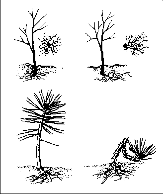 ����������� � ���������