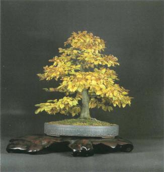 ���� ��������,�Acer monspessulanum