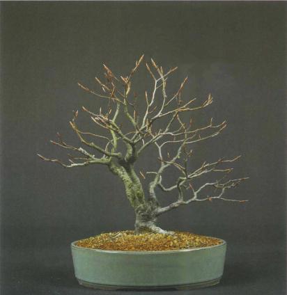 ��� ������, Fagus sylvatica