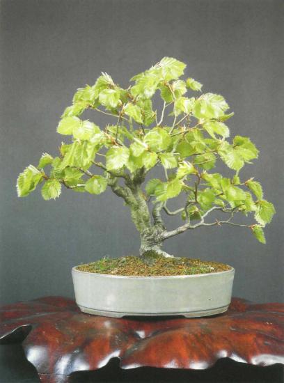 ��� ������, Fagus sylvatica
