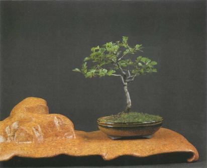 ��� ������, Fagus sylvatica